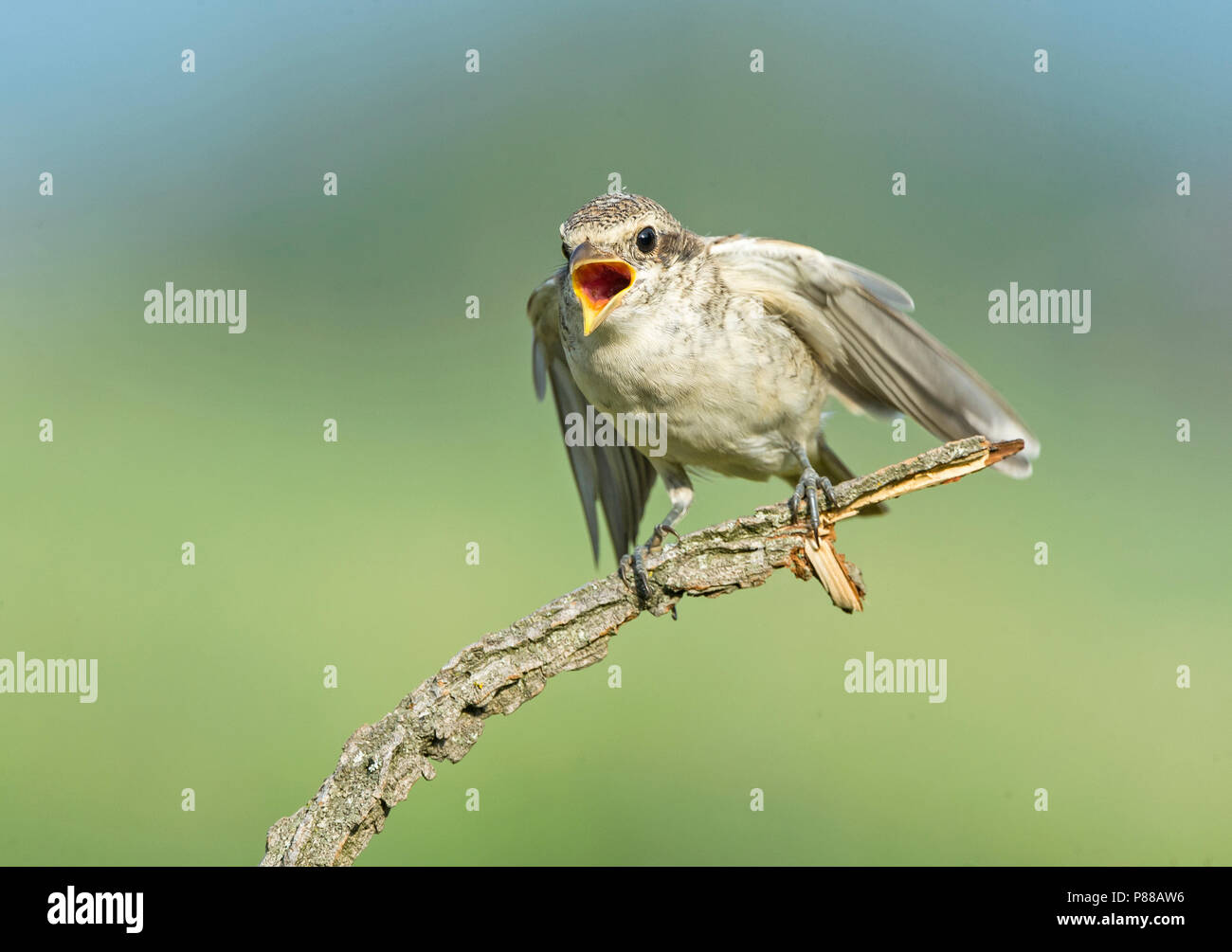 I capretti Red-backed Shrike (Lanius collurio) Elemosinare il cibo. Foto Stock