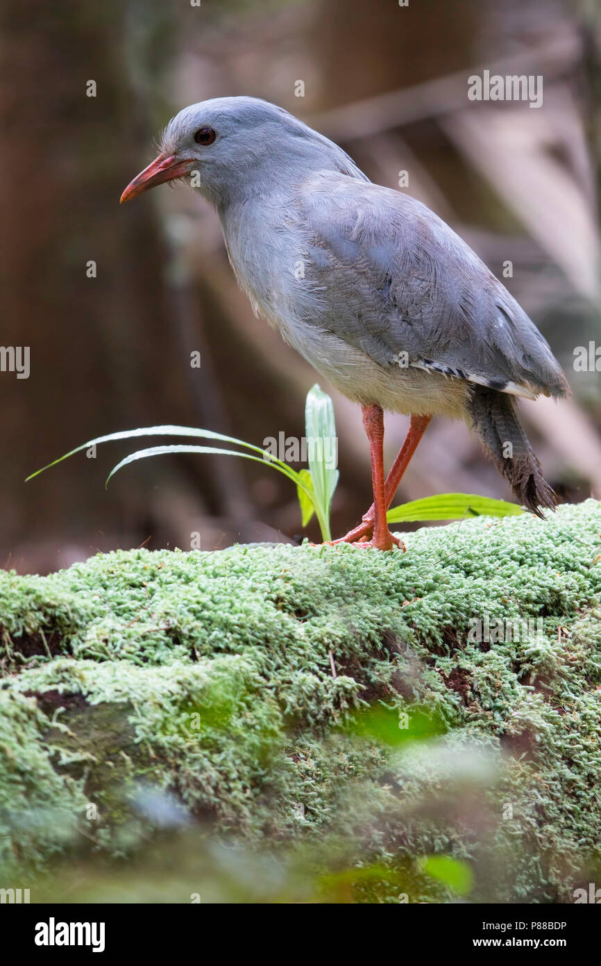 Kagu (Rhynochetos jubatus) è una crestata, dalle lunghe gambe e grigio-azzurro uccello endemico dense foreste di montagna della Nuova Caledonia. Foto Stock