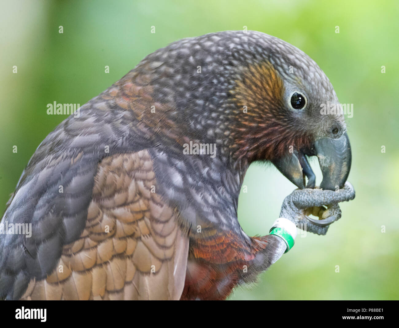 Kaka (Nestor meridionalis septentrionalis) in Zeelandia, Wellington, Isola del nord della Nuova Zelanda Foto Stock