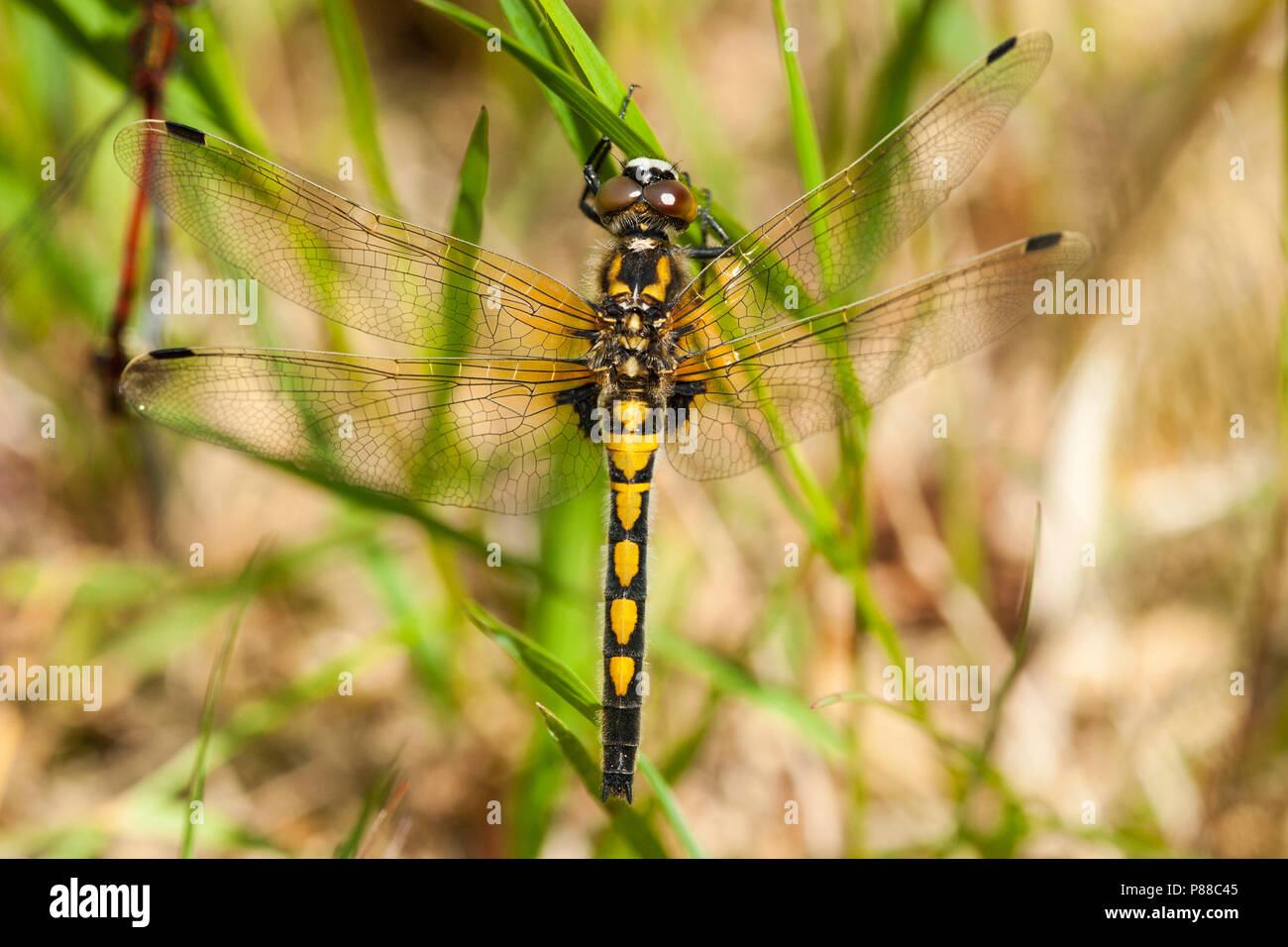 Vrouwtje Noordse witsnuitlibel, Femmina Leucorrhinia rubicunda Foto Stock