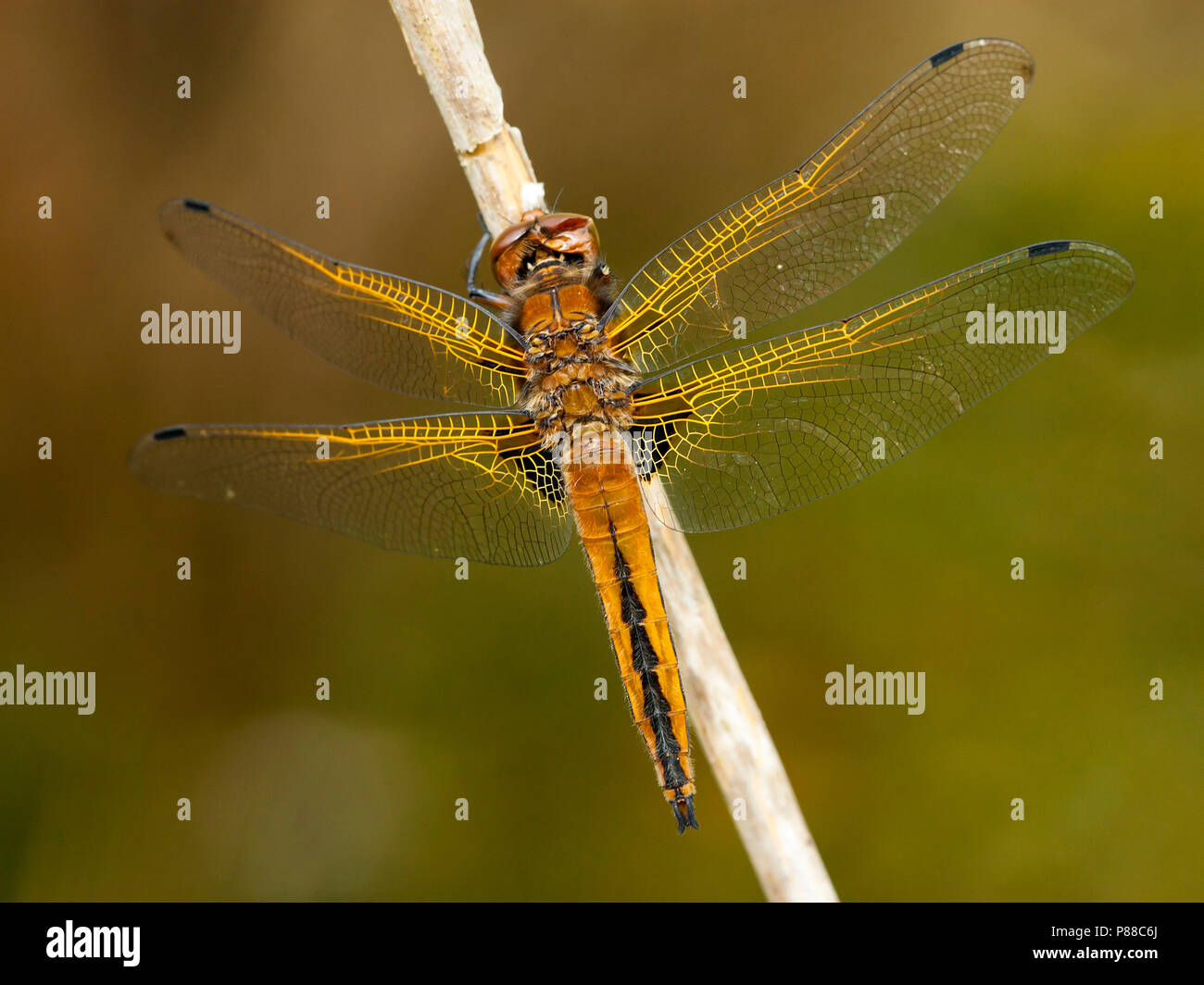 Vers mannetje Bruine korenbout, maschio immaturo Libellula fulva Foto Stock