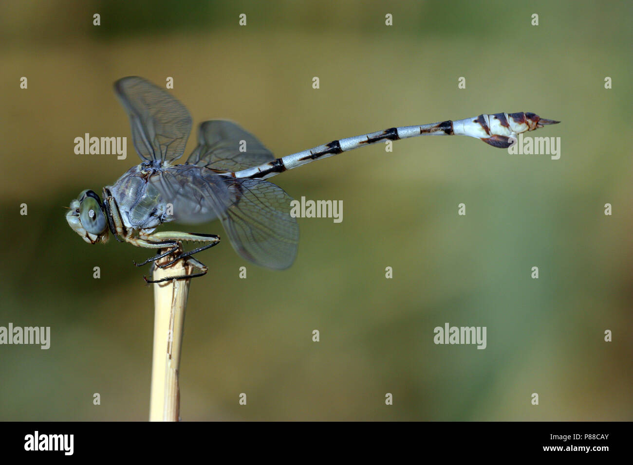 Imago Vaandeldrager; Bladetail adulti Foto Stock