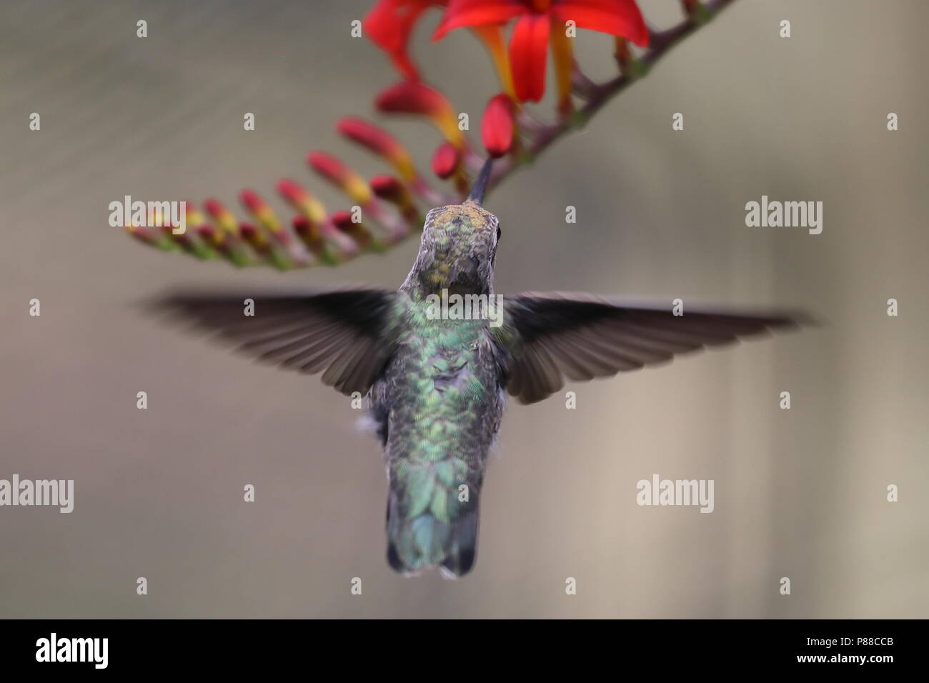 Femmina di Anna Hummingbird alimentazione su Crocosmia Lucifer fiori Foto Stock