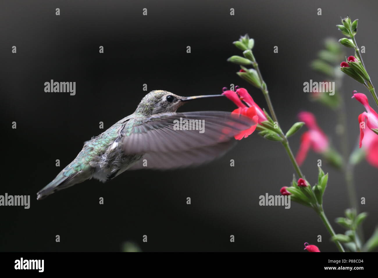 Femmina di Anna Hummingbird alimentazione su Salvia hotlips fiori Foto Stock