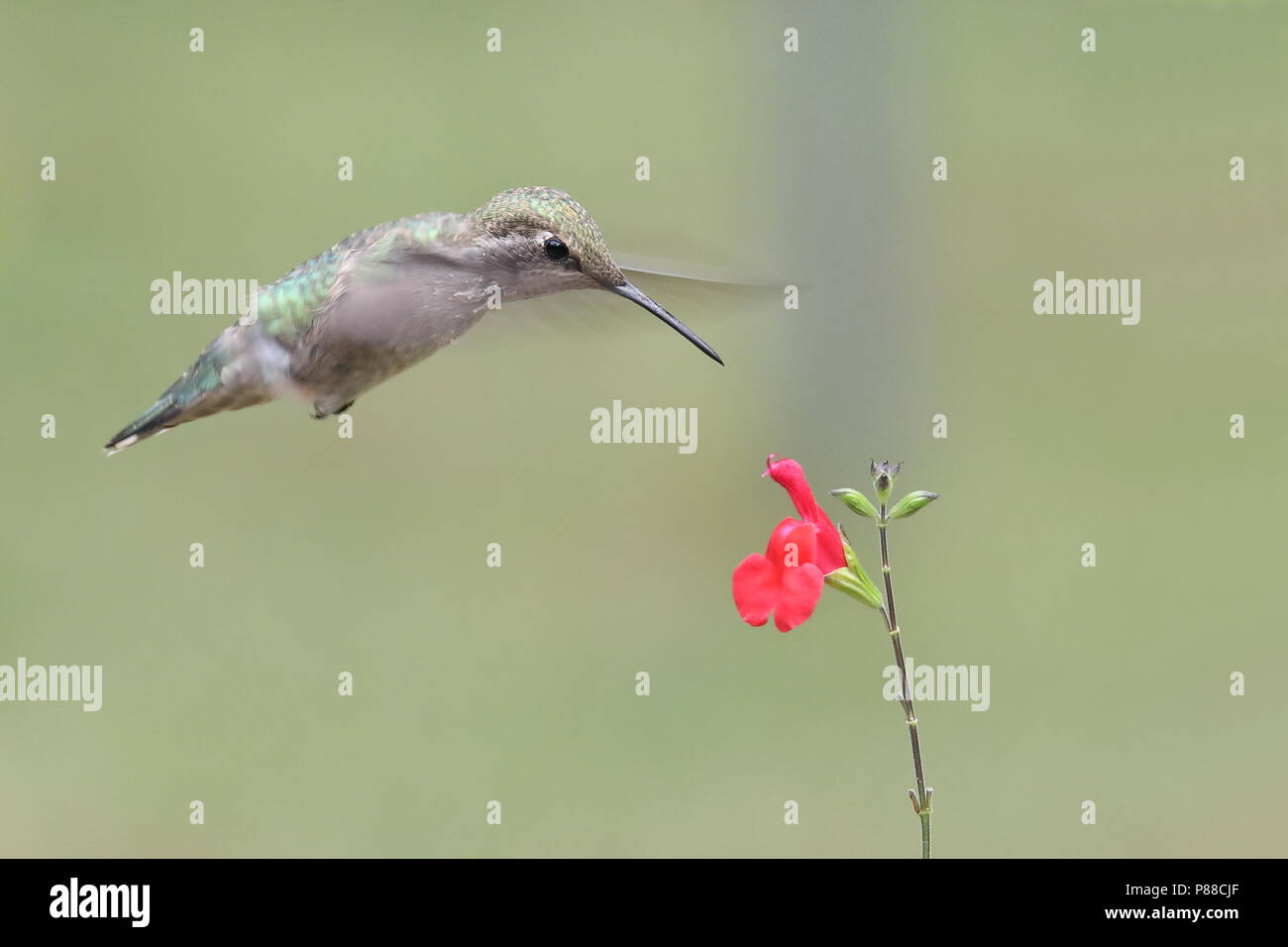 Donna Anna alimentazione Hummingbird sui fiori Foto Stock