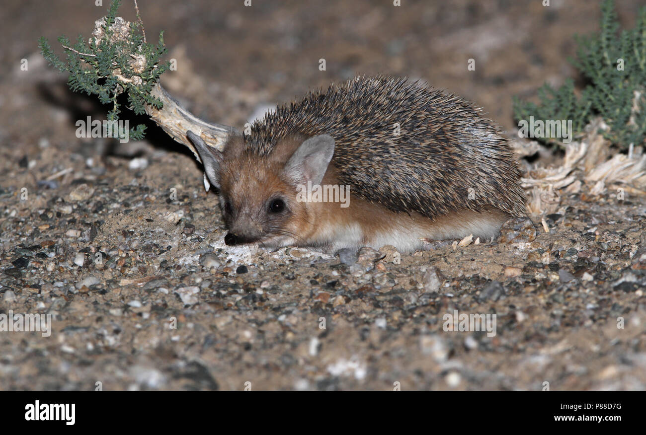 Long-eared Hedgehog (Hemiechinus auritus) nel deserto dei Gobi della Mongolia. Foto Stock