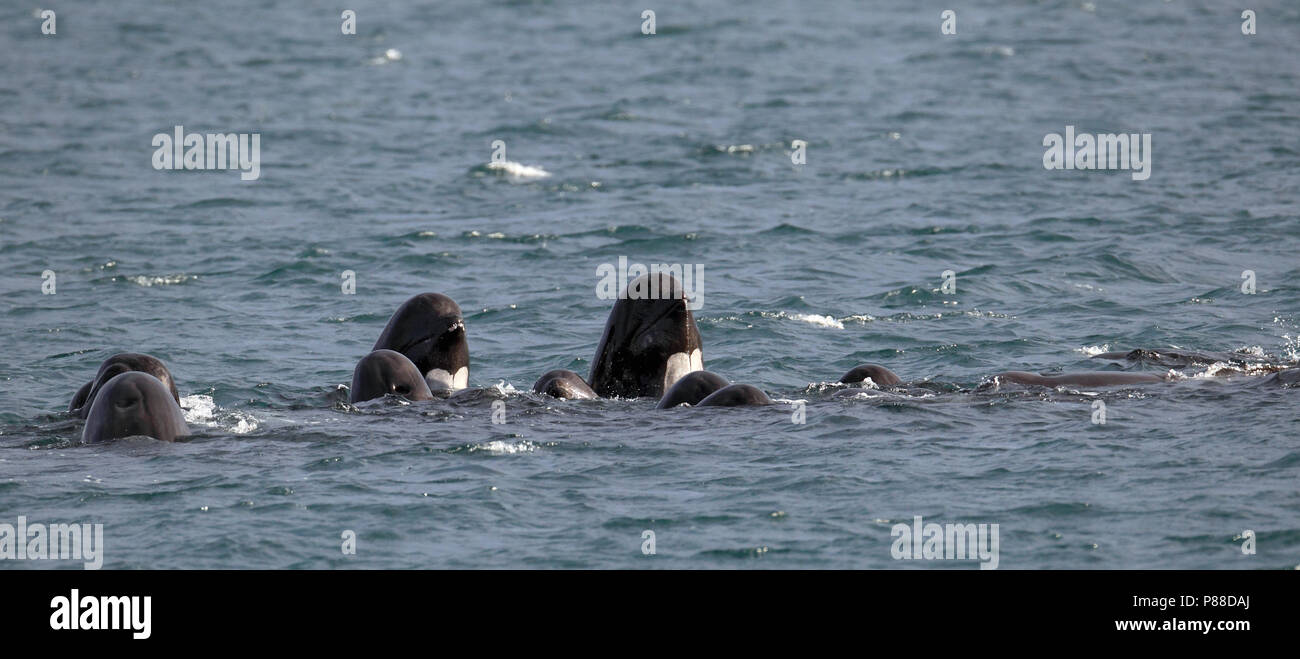 Griend, alalonga Balene Pilota, Globicephala melas Foto Stock