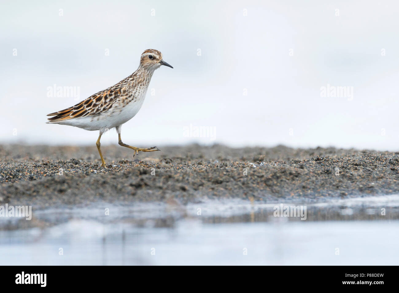 Long-toed stint - Langzehen-Strandläufer - Calidris subminuta, Russia, adulti Foto Stock