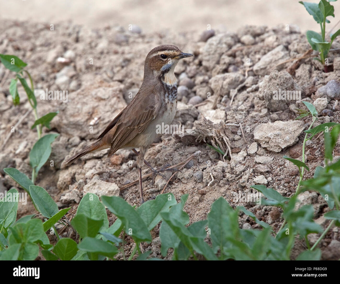 Femmina rosso-spotted pettazzurro (Luscinia svecica svecica) durante la migrazione Foto Stock