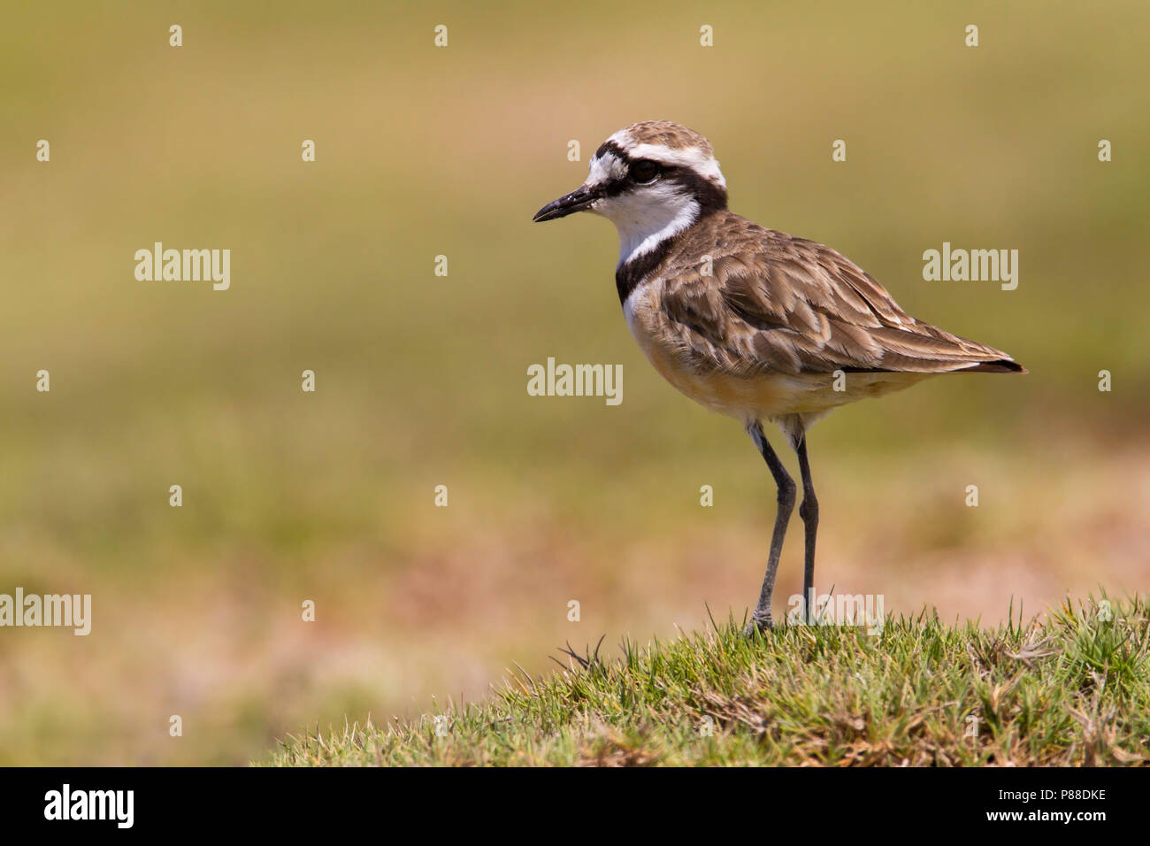 Madagascar Plover in piedi vicino a saltpan sul Madagascar Foto Stock