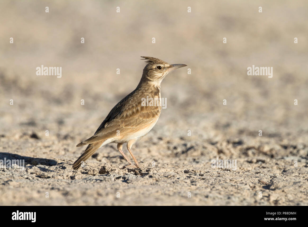 Maghreb Lark - Maghreb Lerche - Galerida macrorhyncha; ssp. randonii; Marocco; adulto Foto Stock