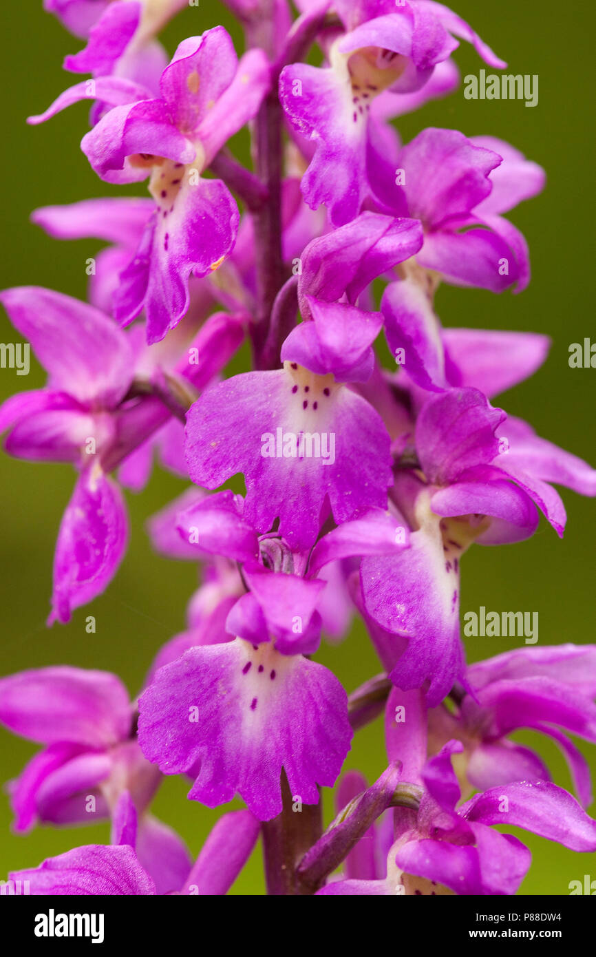 Mannetjesorchis, early-orchidea viola Foto Stock