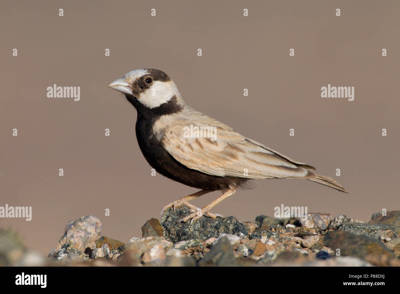 Mannetje Zwartkruinvinkleeuwerik, maschio nero-incoronato Sparrow-lark Foto Stock