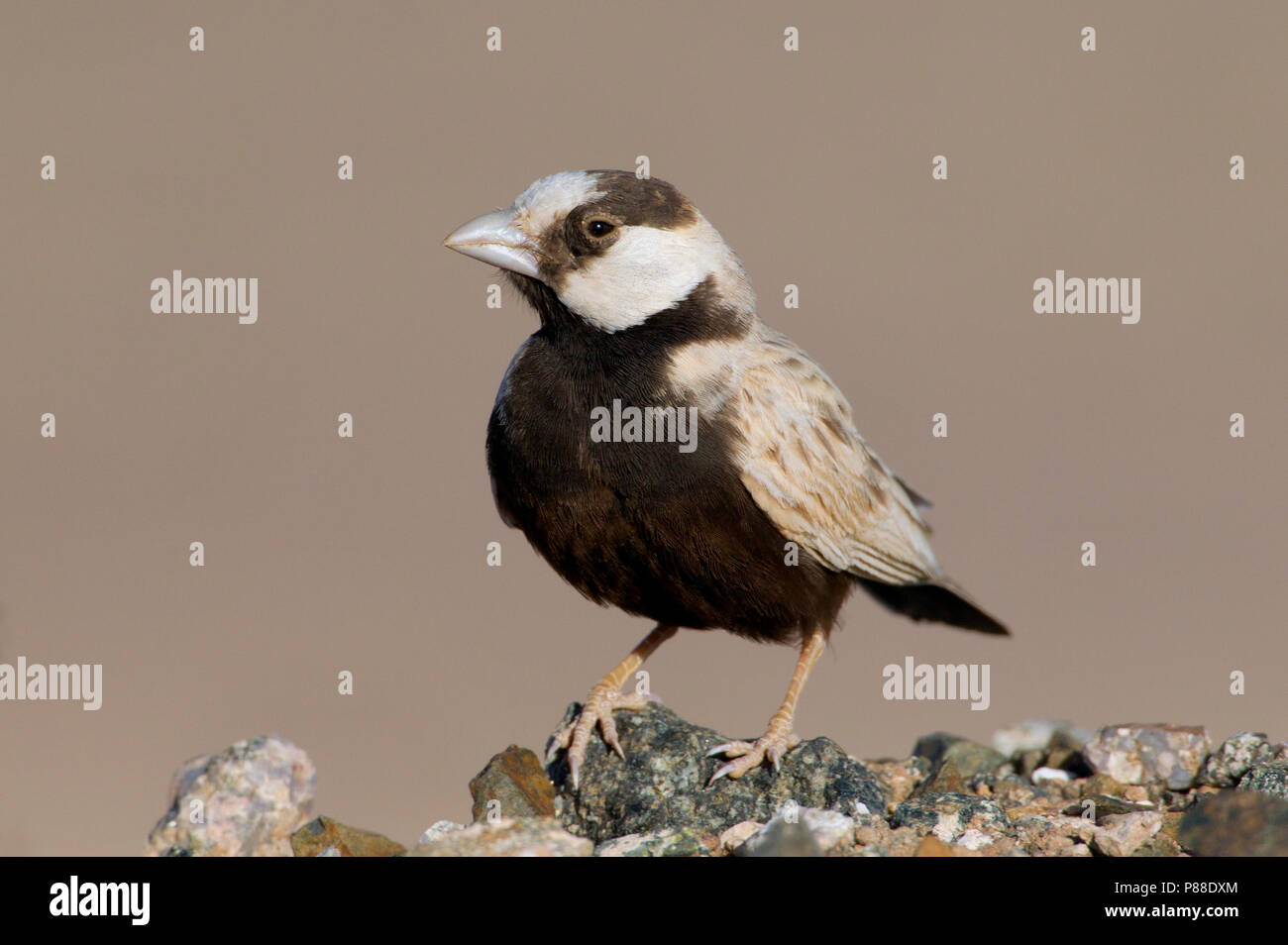 Mannetje Zwartkruinvinkleeuwerik, maschio nero-incoronato Sparrow-lark Foto Stock