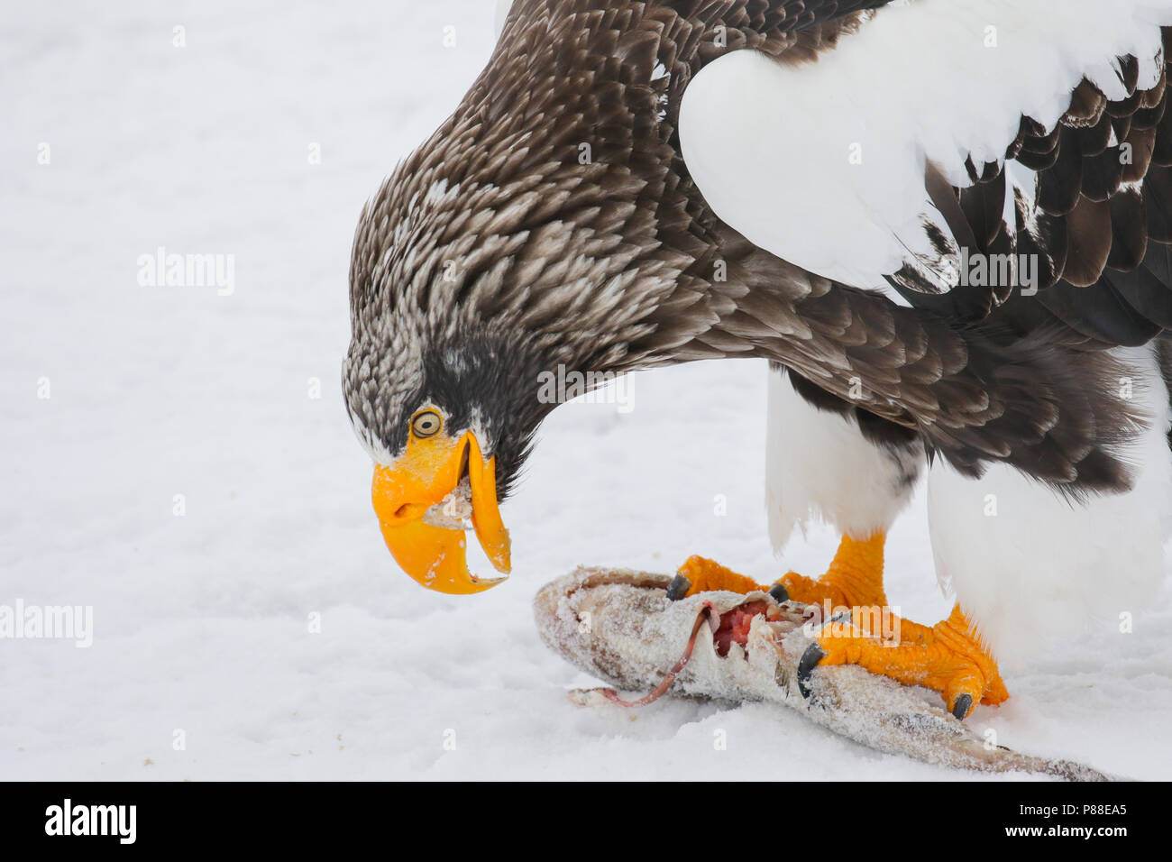 Steller's Sea Eagle (Haliaeetus pelagicus) svernano in Hokkaido, Giappone Foto Stock