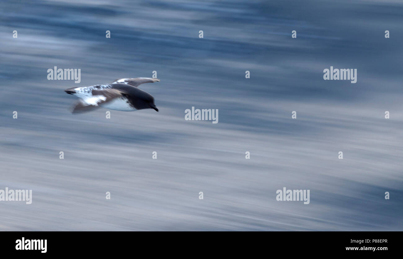 Cape Petrel (Daption capense australe) in volo con lenta shutterspeed oltre oceano meridionale tra isole sub antartiche della Nuova Zelanda. Foto Stock