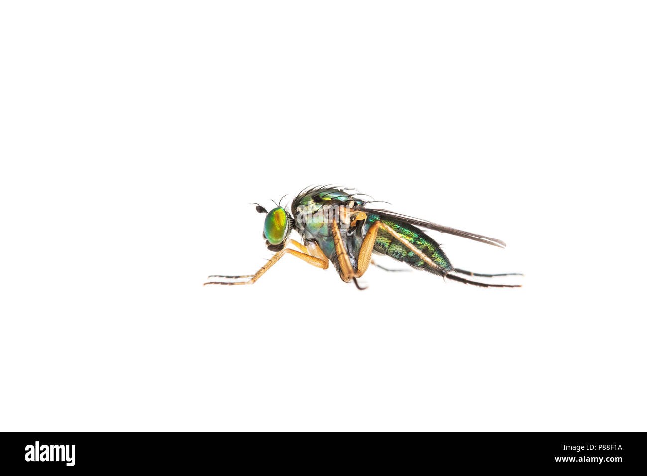 Semaforo Fly, Poecilobothrus nobilitatus Foto Stock