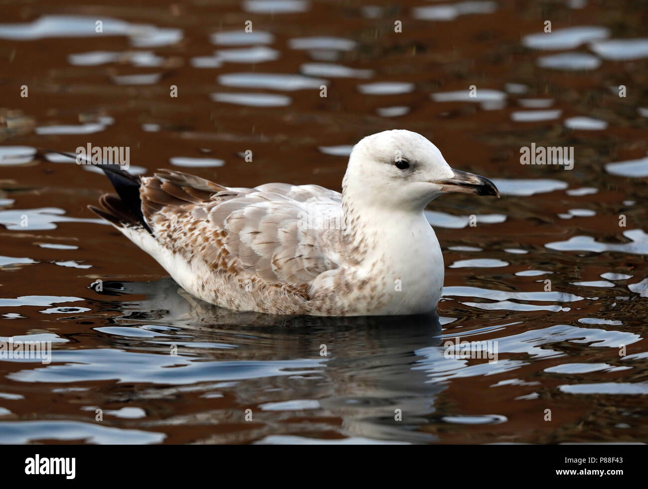 Pontische meeuw; Caspian gull Foto Stock