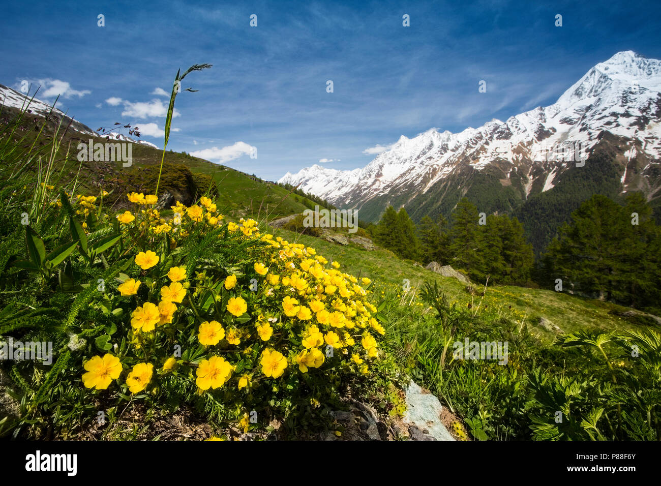 Voorjaarsganzerik, Alpine Cinquefoil Foto Stock
