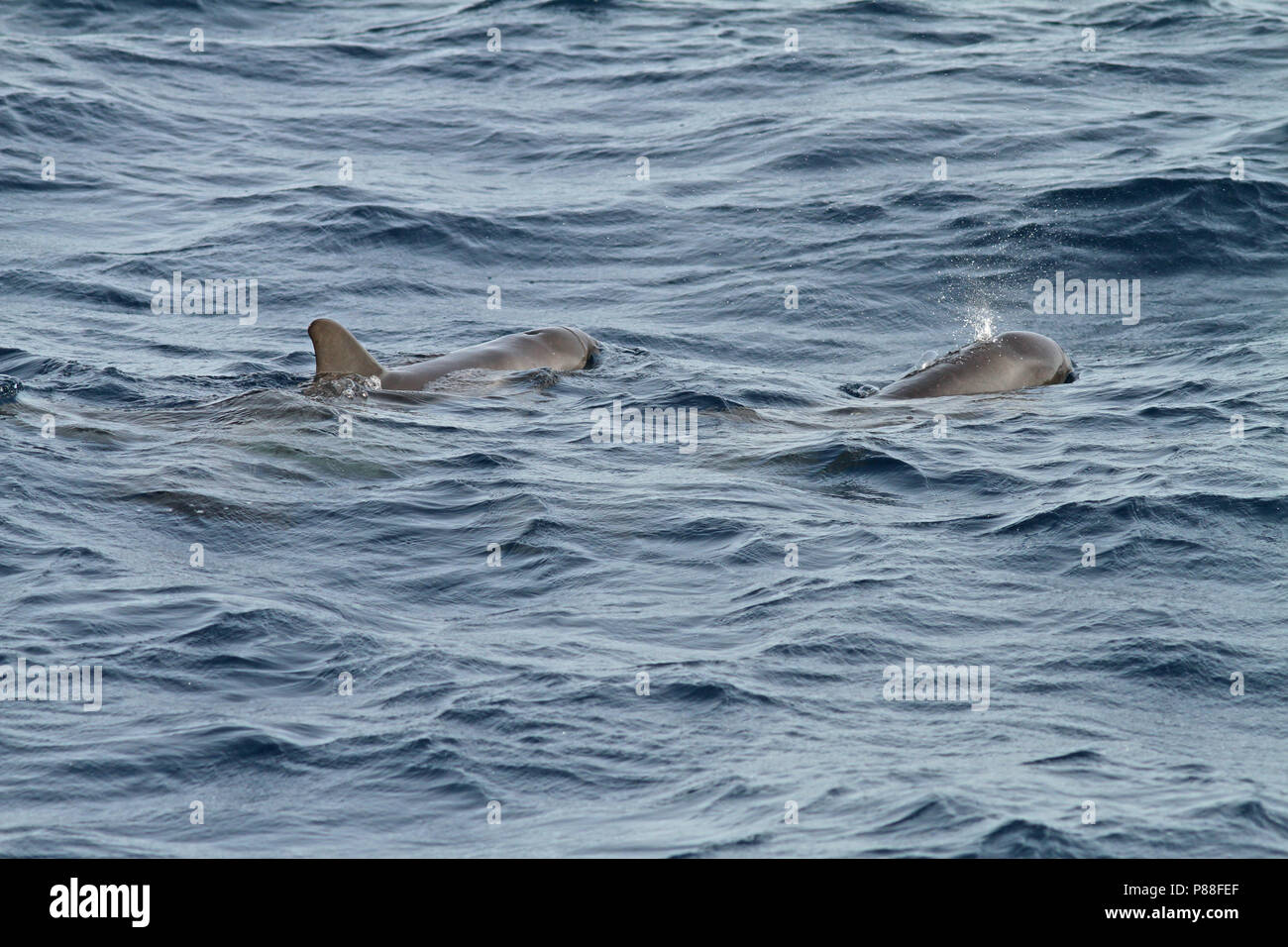 Pigmeo di balena killer (Feresa attenuata) un poco conosciuti e raramente visto oceanic Dolphin. Foto Stock