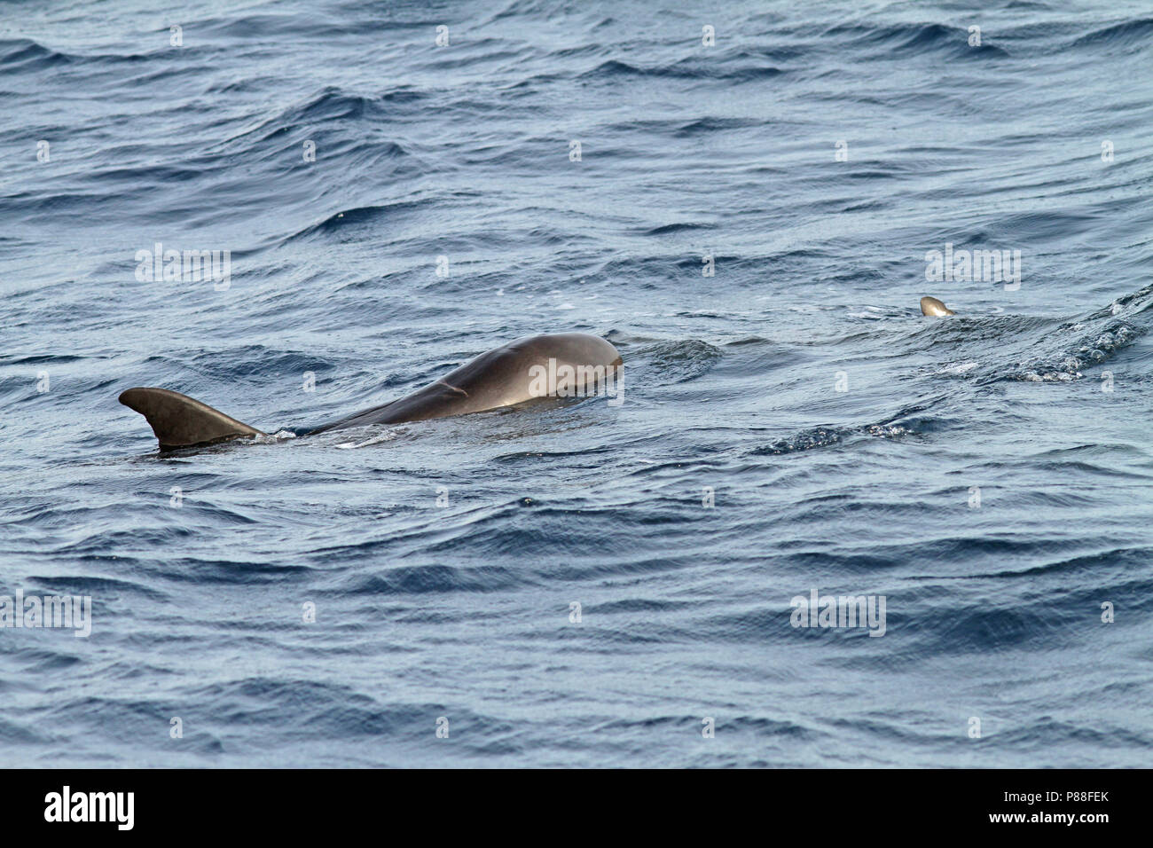 Pigmeo di balena killer (Feresa attenuata) un poco conosciuti e raramente visto oceanic Dolphin. Foto Stock