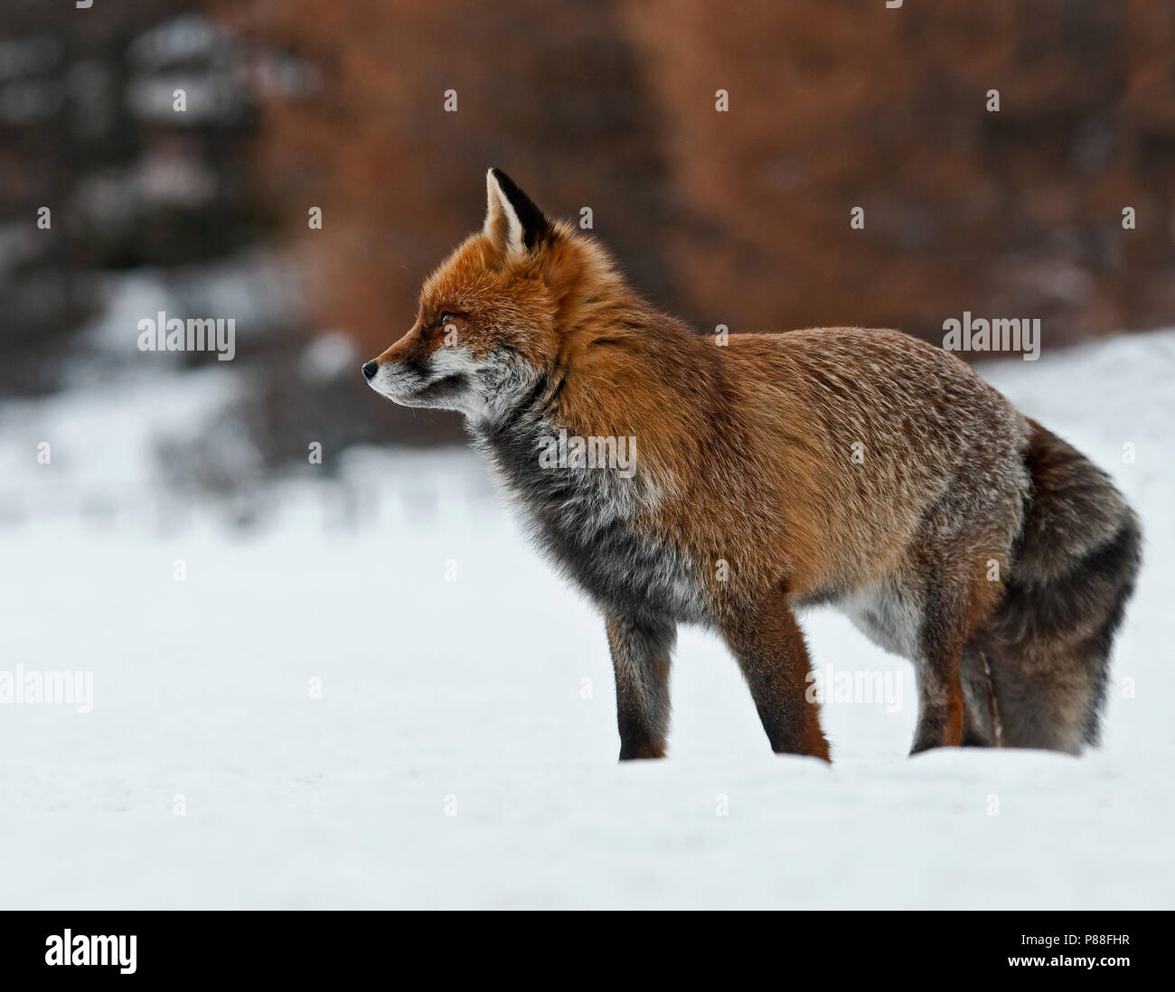 Red Fox nella neve, Vos in de sneeuw Foto Stock