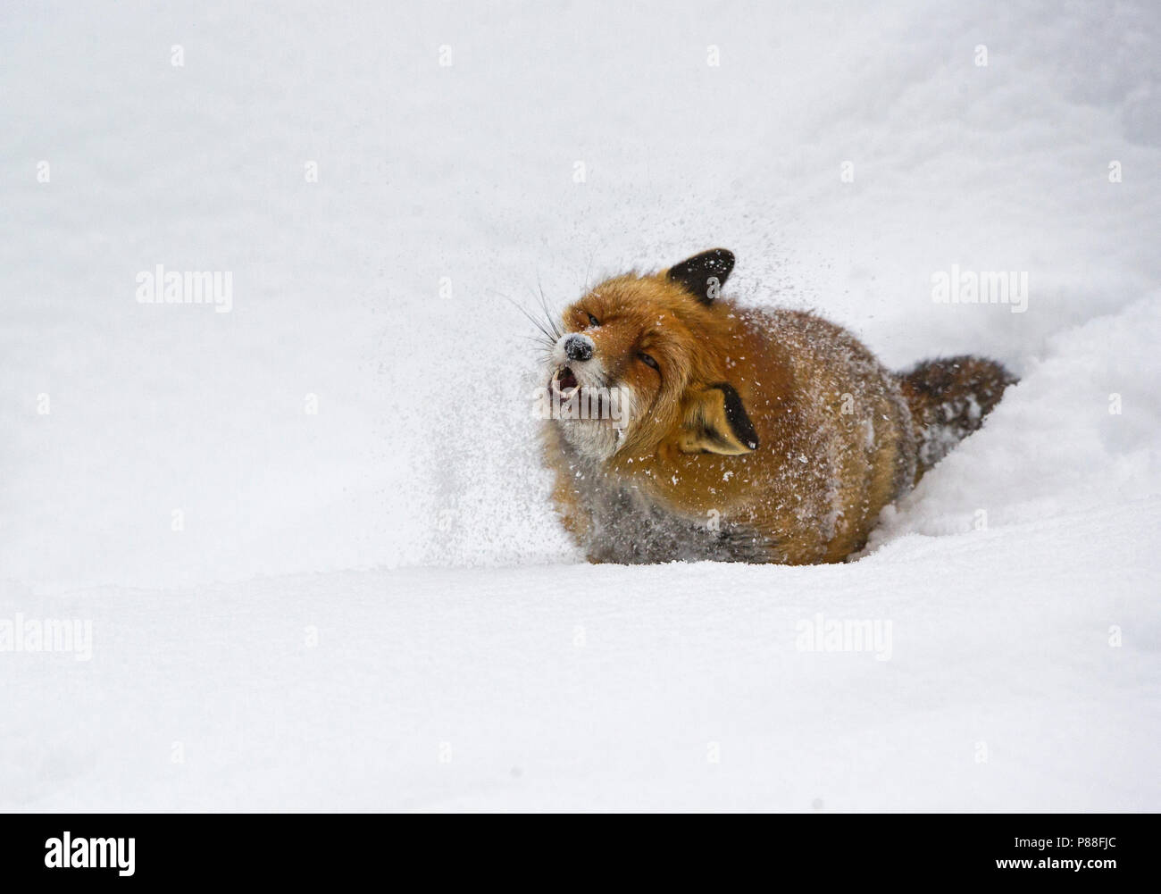 Red Fox nella neve, Vos in de sneeuw Foto Stock