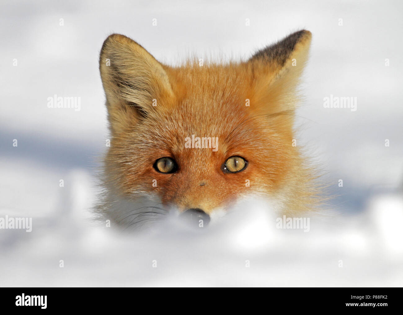 Vos in de sneeuw, Red Fox nella neve Foto Stock