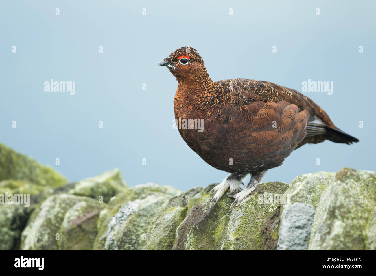 Red Grouse - Schottisches Moorschneehuhn - Lagopus lagopus scotica, Gran Bretagna, maschio adulto Foto Stock