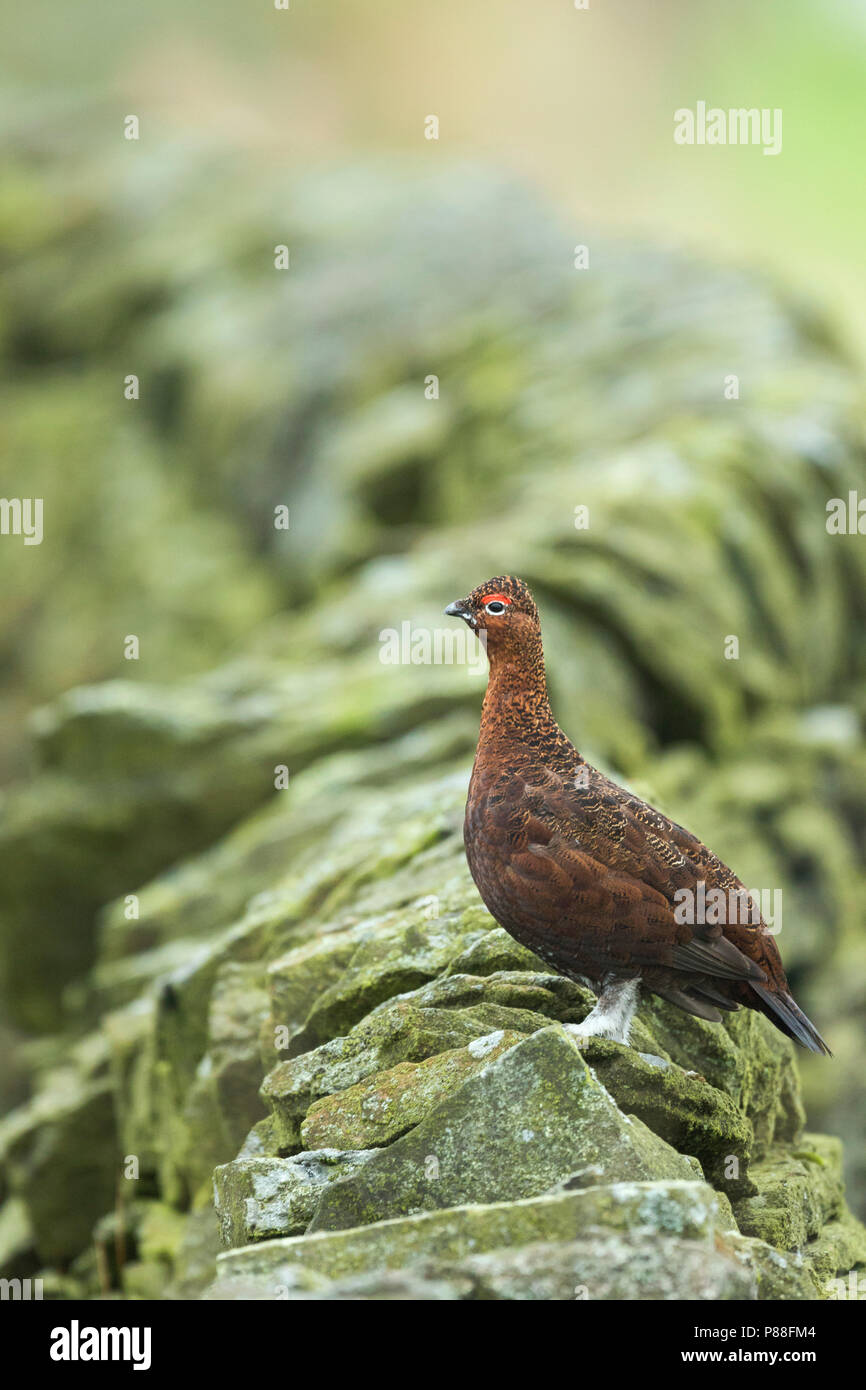 Red Grouse - Schottisches Moorschneehuhn - Lagopus lagopus scotica, Gran Bretagna, maschio adulto Foto Stock