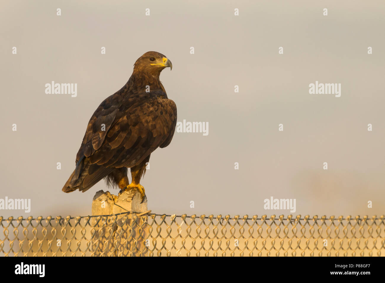 Steppa Eagle - Steppenadler - Aquila nipalensis, Oman, adulti Foto Stock