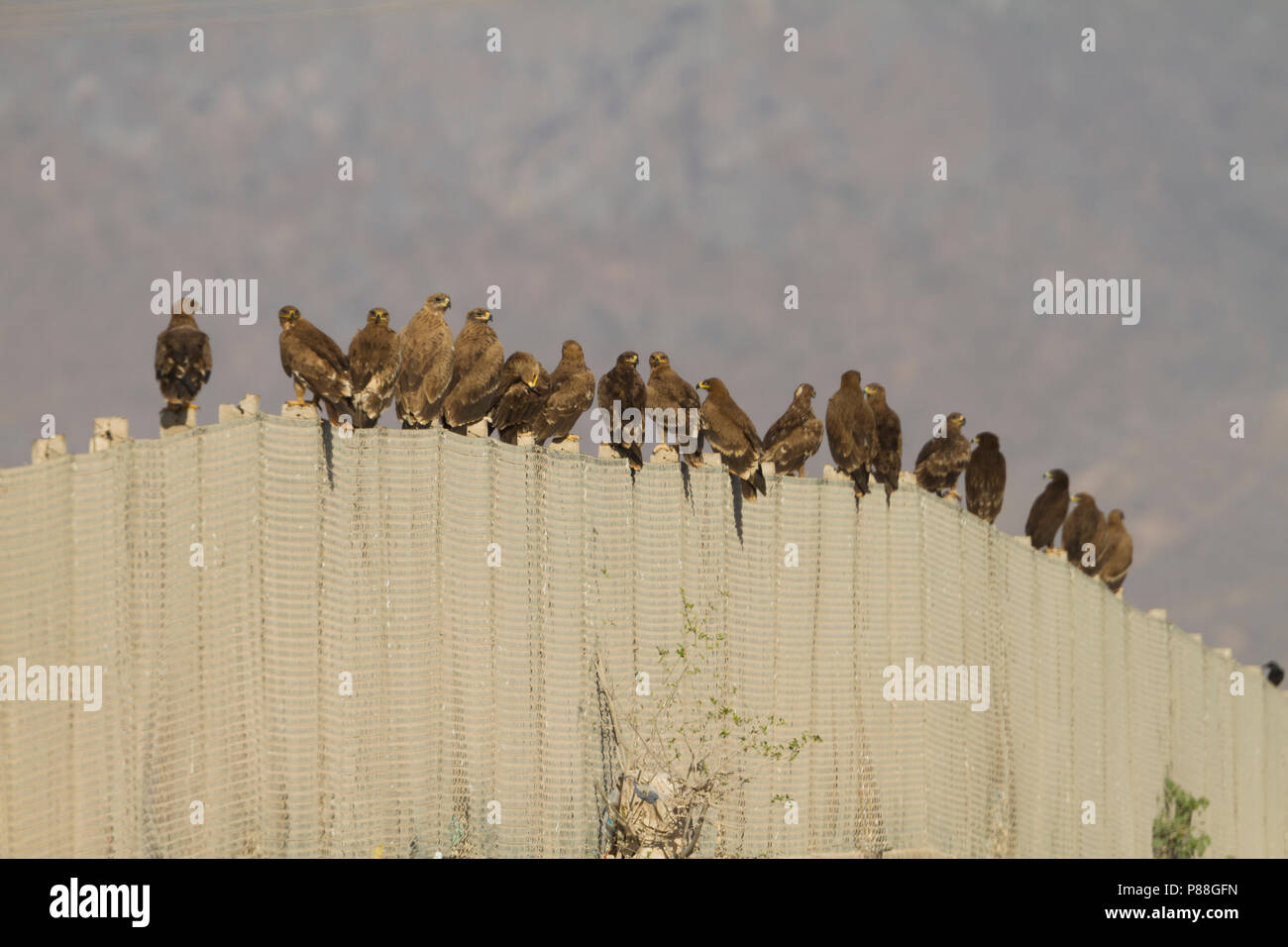 Steppa Eagle - Steppenadler - Aquila nipalensis, Oman, con maggiore Spotted Eagle Foto Stock