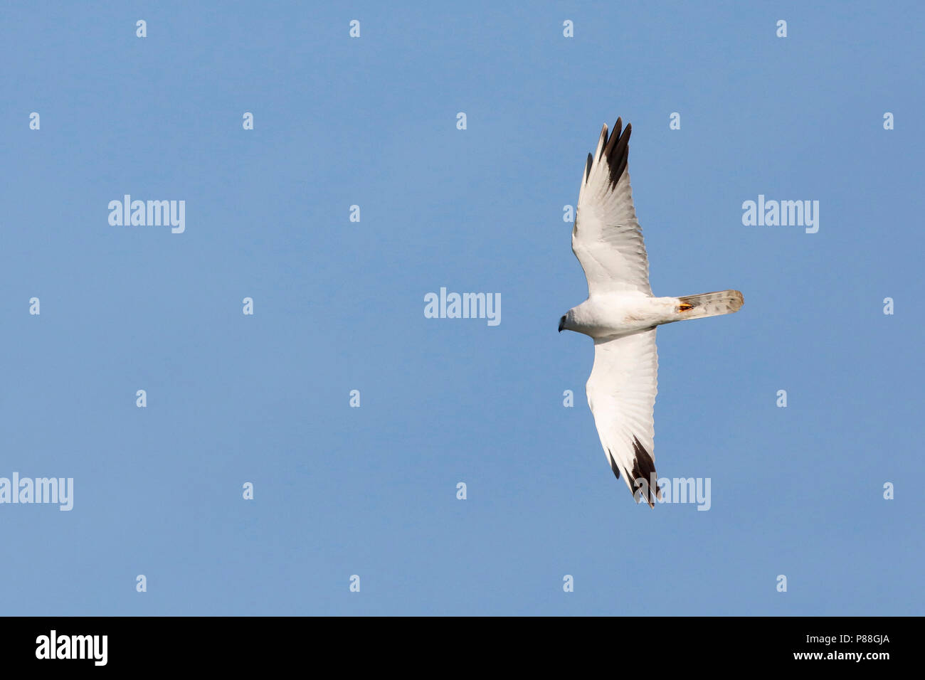 Steppekiekendief; stato di conservazione; Foto Stock