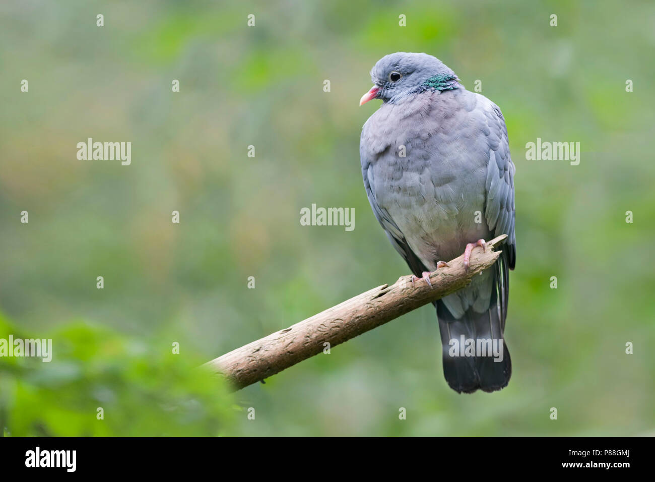 Magazzino Colomba - Hohltaube - Columba oenas ssp. oenas, Germania, per adulti Foto Stock