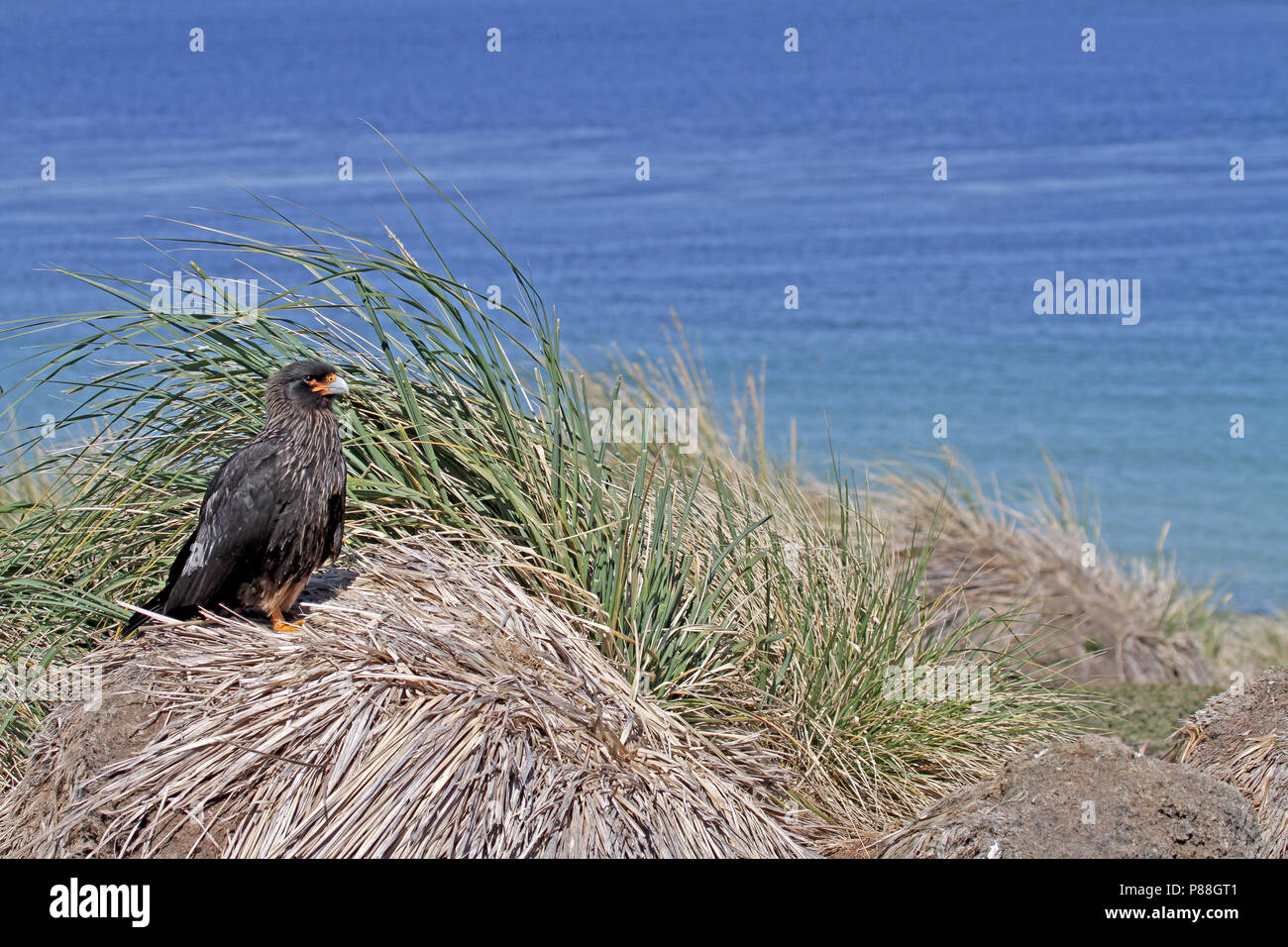 Caracara striato (Phalcoboenus australis) un raptor delle Isole Falkland. Foto Stock