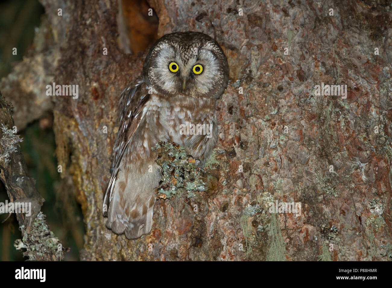 Tengalm Il Gufo - Raufusskauz - Aegolius funereus funereus, Austria, per adulti Foto Stock