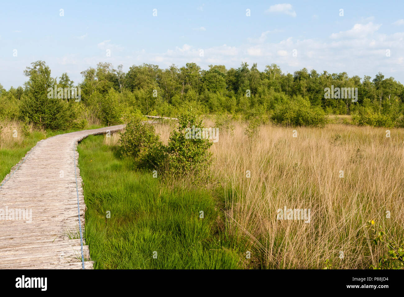 In Vlonderpad Nationaal Park de Groote Peel, Boardwalk a Parco Nazionale de Groote Peel Foto Stock