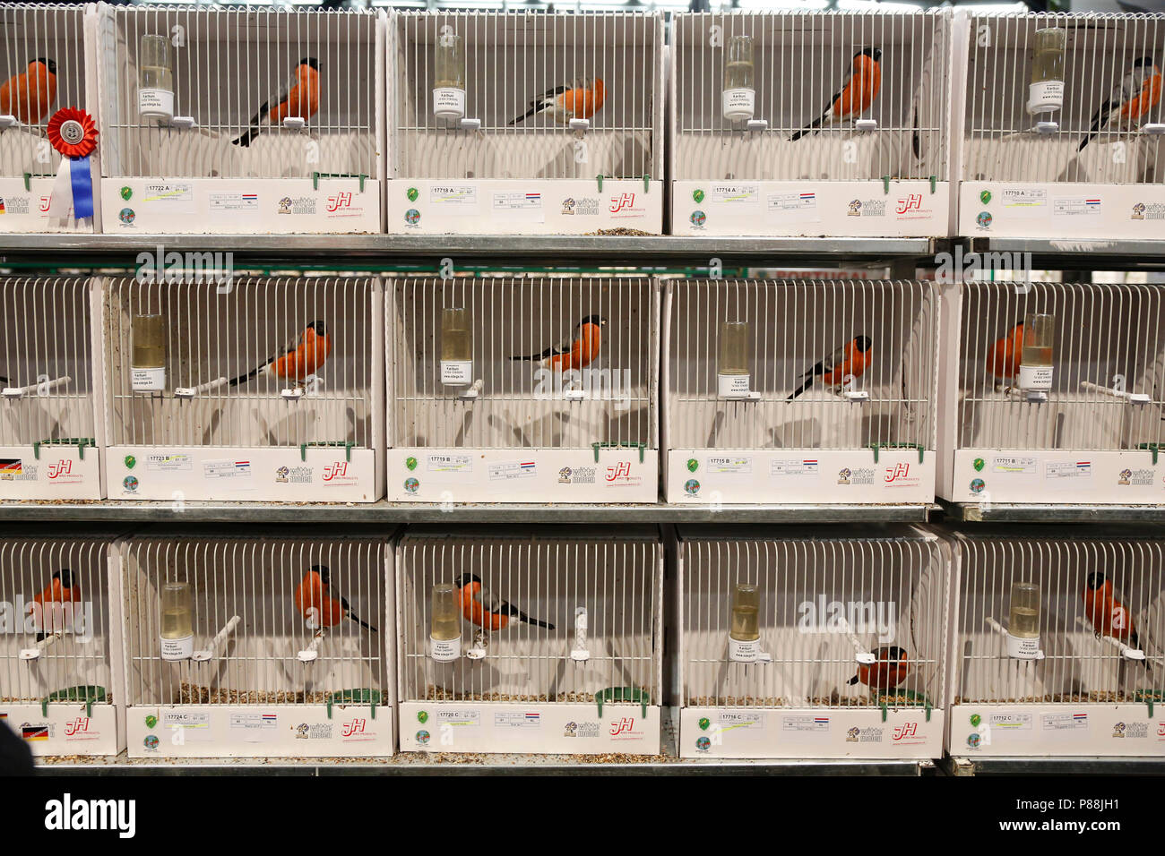 Vogeltentoonstelling Foto Stock