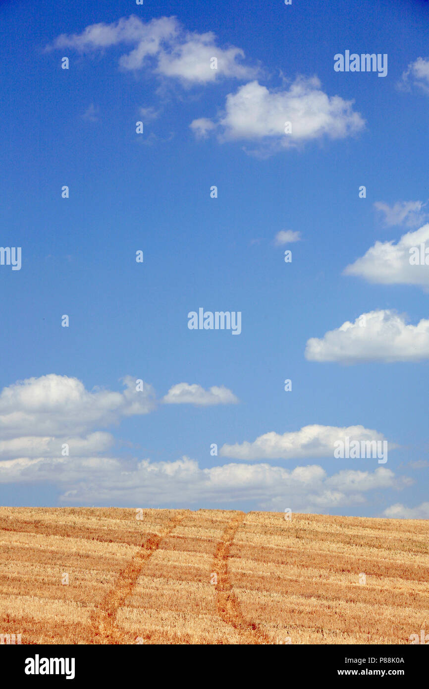 Tracce di pneumatici nel campo di grano, cielo blu sullo sfondo Foto Stock