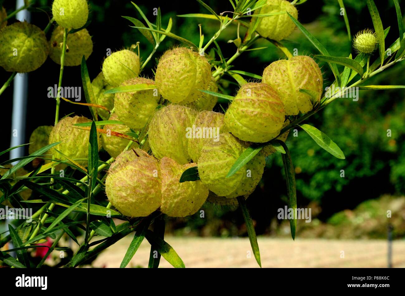 Morbido frutto tropicale verde giallo con spine sui rami Foto Stock