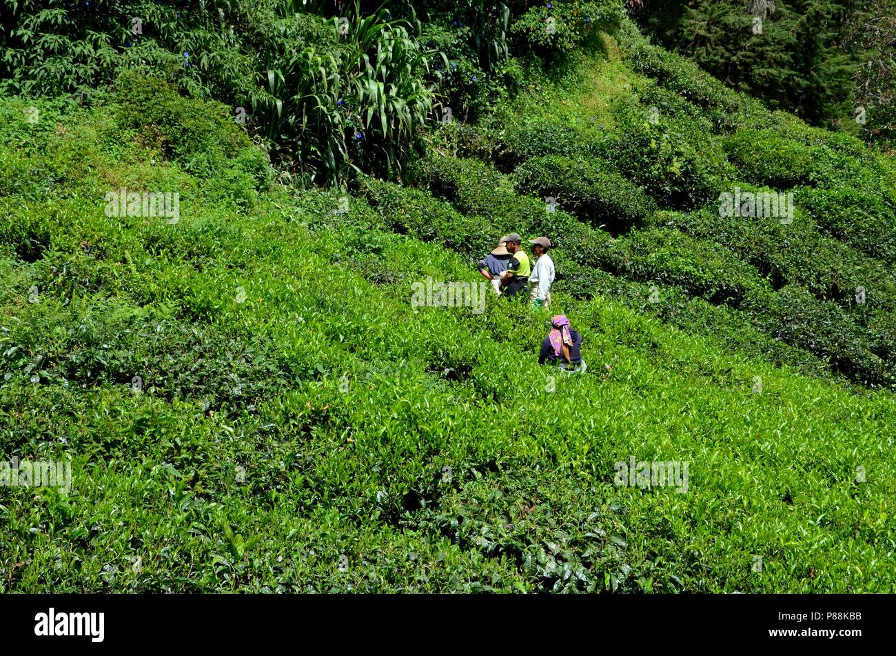 I lavoratori della piantagione del tè raccolgono e si lessano al sole nei campi Cameron Highlands Malesia Foto Stock