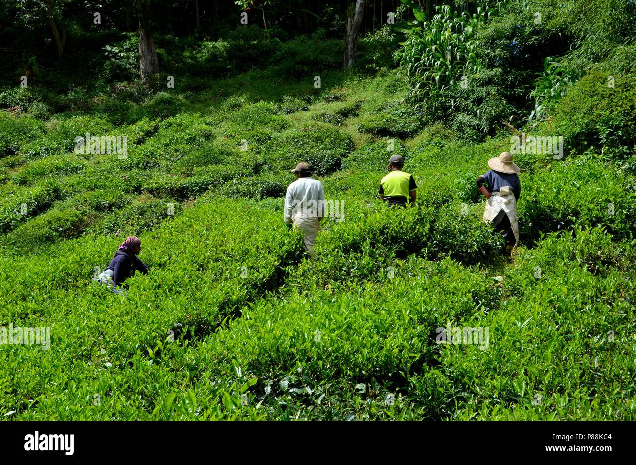 I lavoratori della piantagione del tè raccolgono e si lessano al sole nei campi Cameron Highlands Malesia Foto Stock