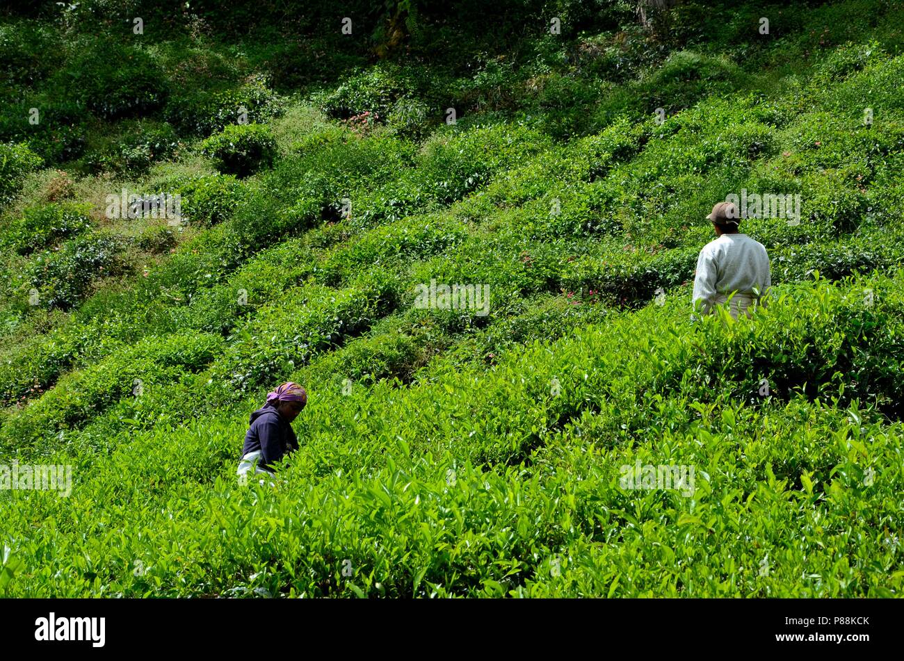 I lavoratori della piantagione del tè raccolgono e si lessano al sole nei campi Cameron Highlands Malesia Foto Stock