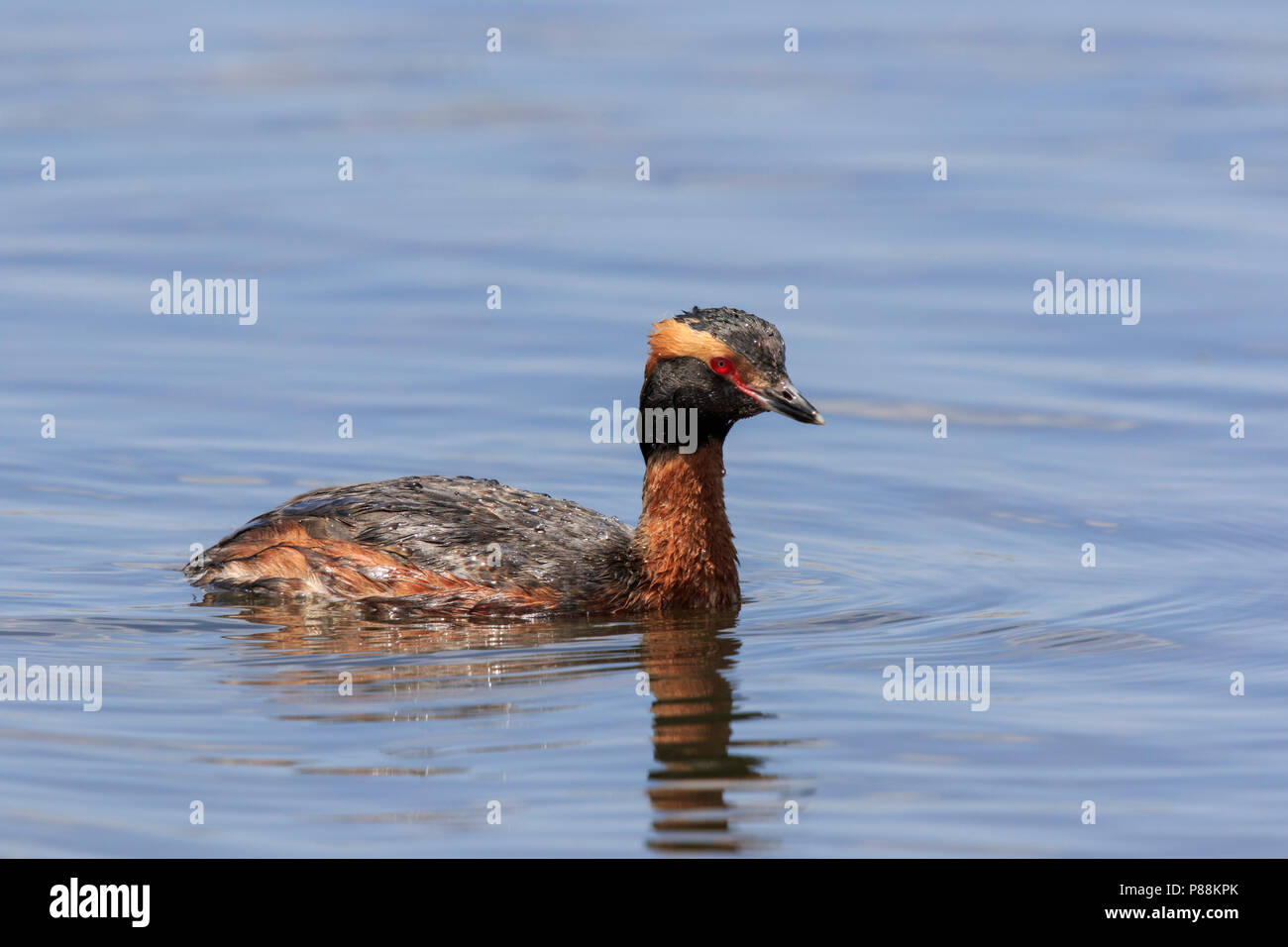 Adulto cornuto svasso (Podiceps auritus) nuoto su un laghetto Foto Stock