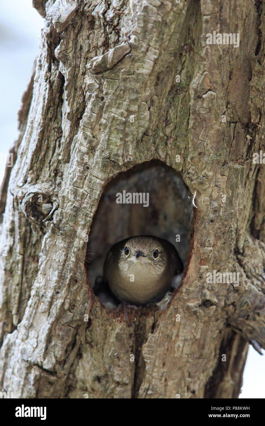 Casa femmina wren (Troglodytes aedon) a tree foro di nesting Foto Stock