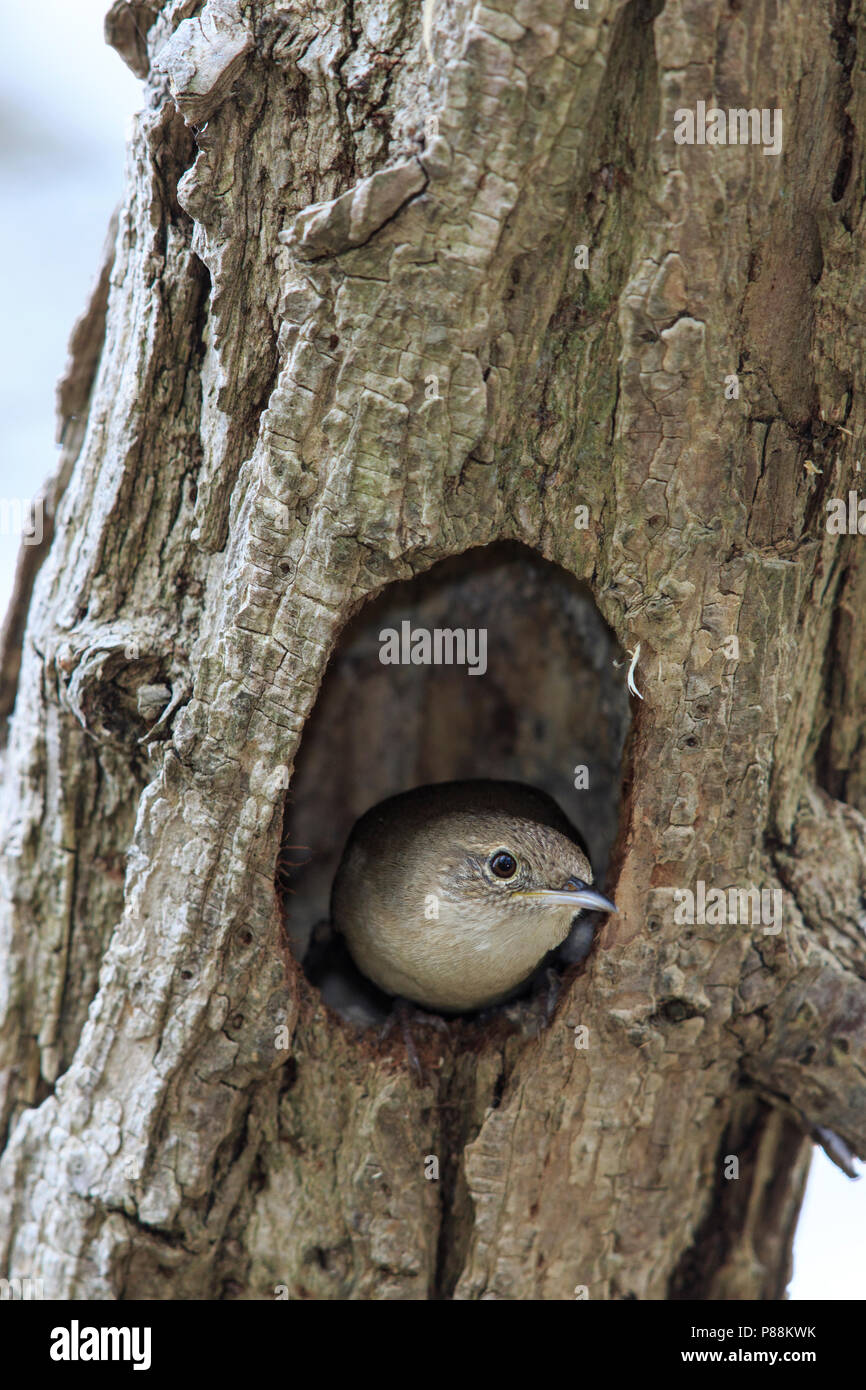 Casa femmina wren (Troglodytes aedon) a tree foro di nesting Foto Stock