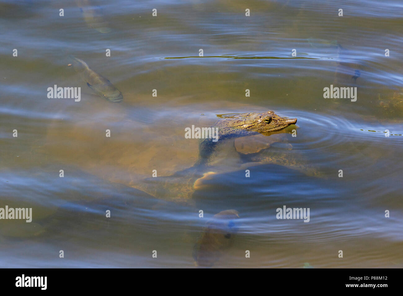 Spinosa orientale Softshell Turtle (Apalone spinifera) in acqua Foto Stock