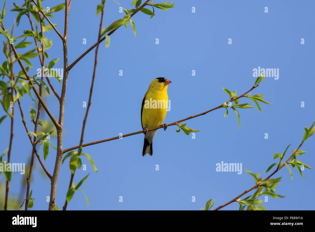 American cardellino (Spinus tristis) sul ramo di albero Foto Stock