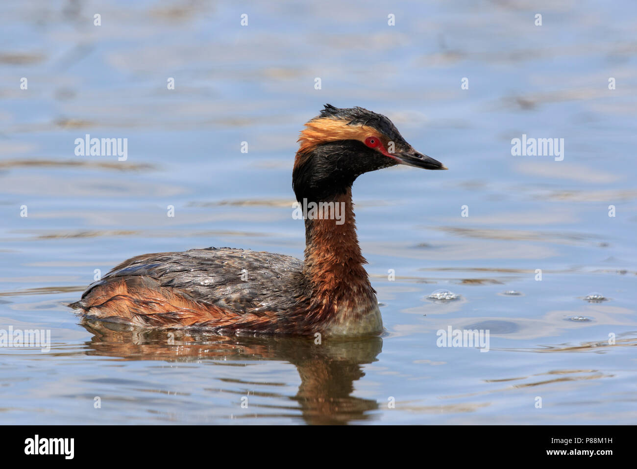Adulto cornuto svasso (Podiceps auritus) nuoto su un laghetto Foto Stock