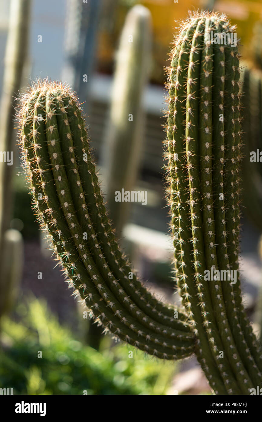 Browningia chlorocarpa cactus succulenta dal deserto del Messico vista astratta Foto Stock